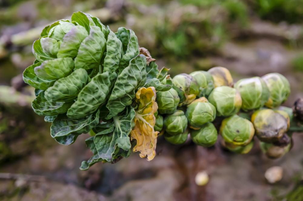Brussel sprouts (1)
