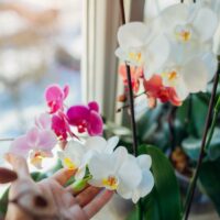 Growing orchids