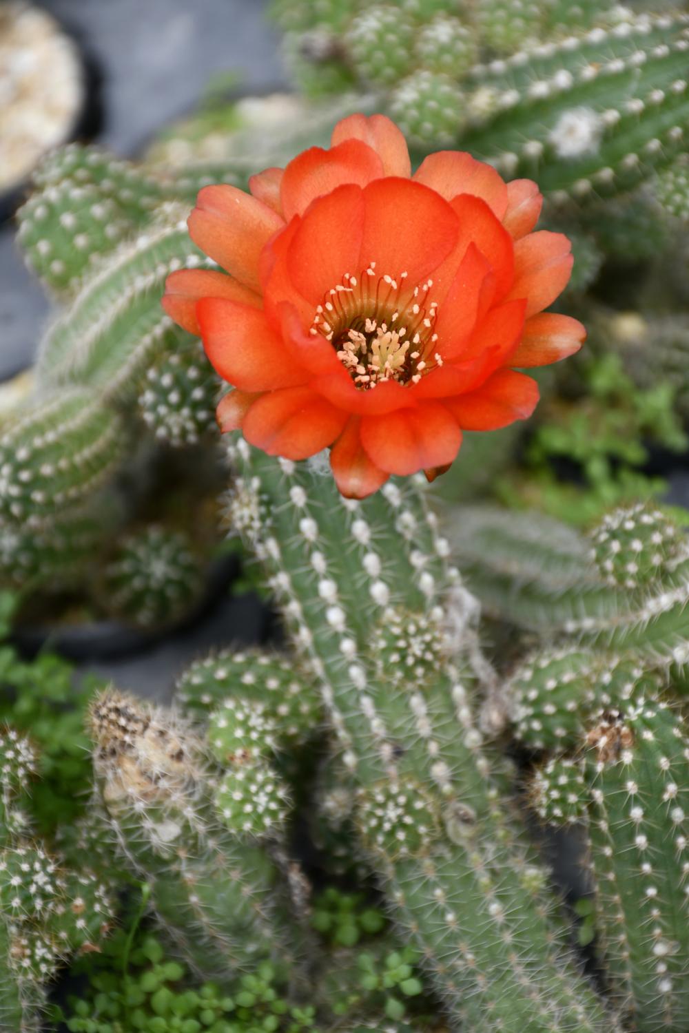 How to propagate peanut cactus