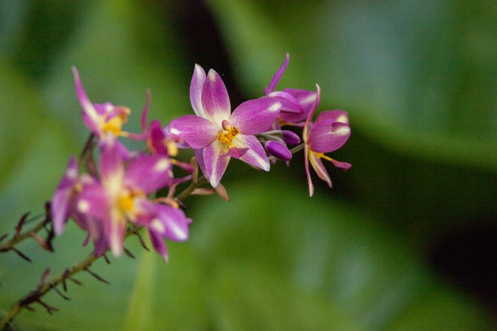 Orchid varieties calopogon orchids
