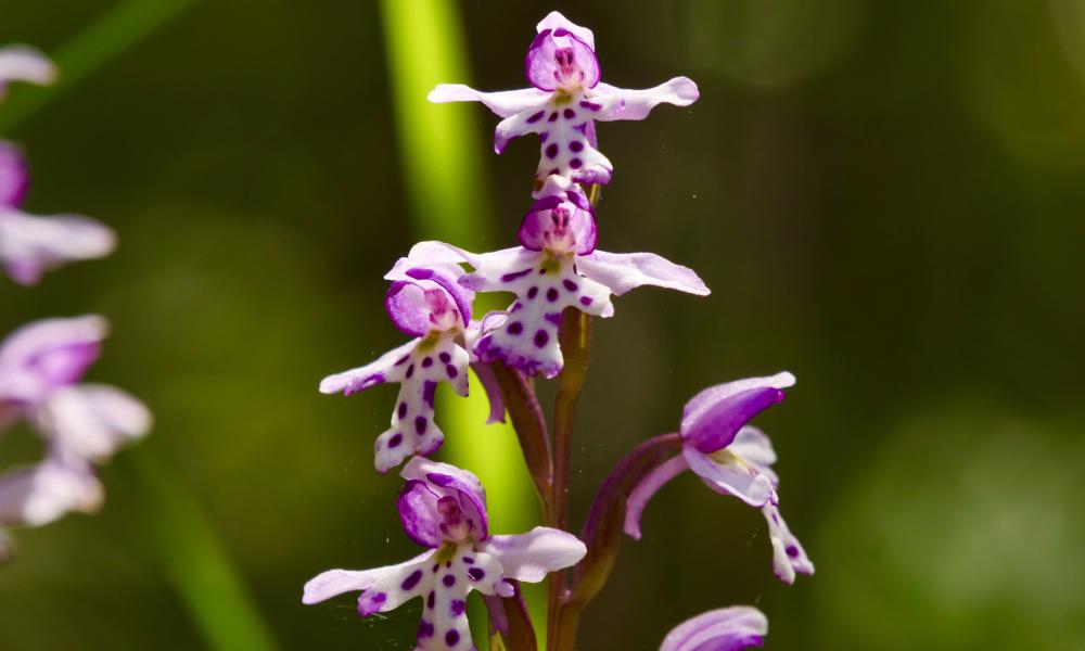Orchid varieties paphiopedilum terrestrial orchids