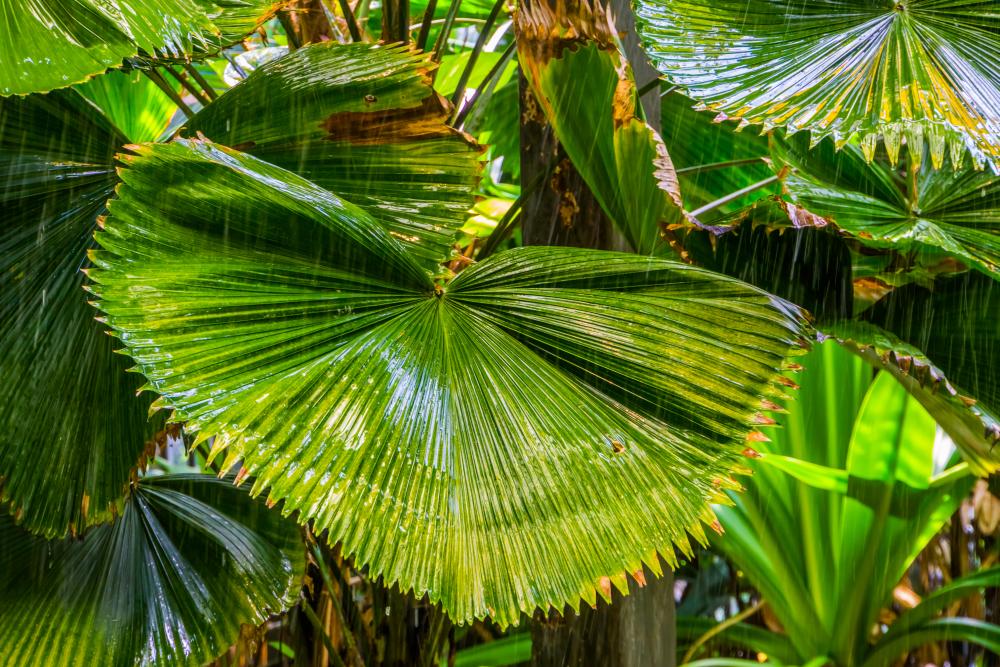 Palm varieties chinese fan palm