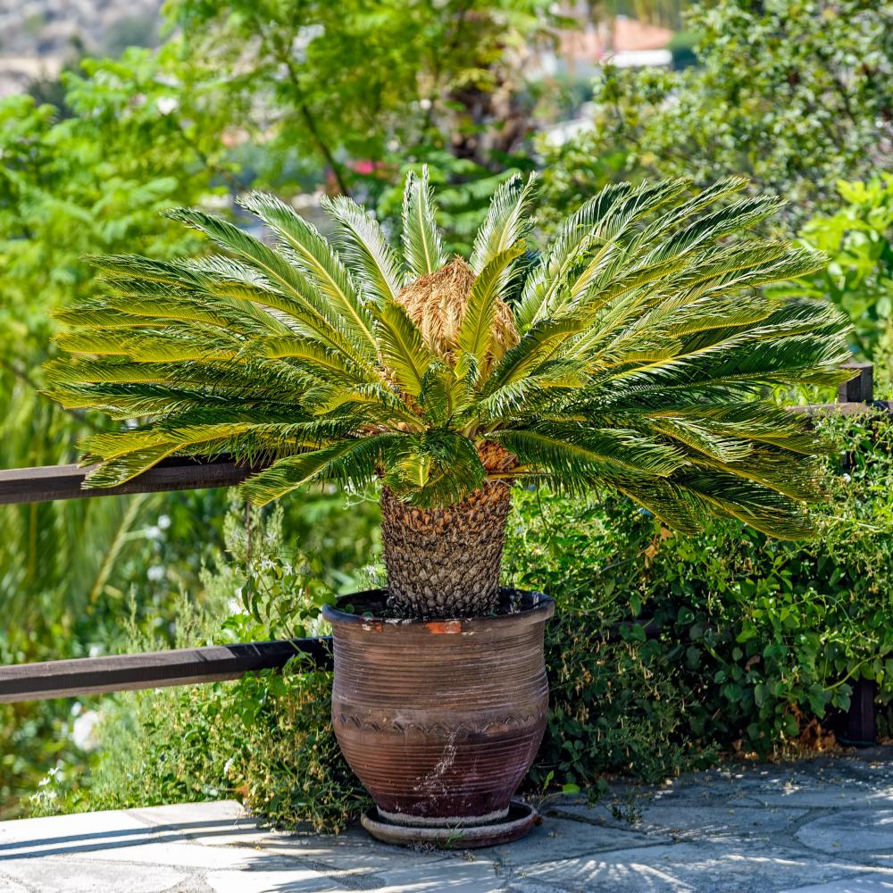 Palm varieties sago palm