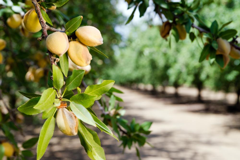 Almon tree care almond varieties