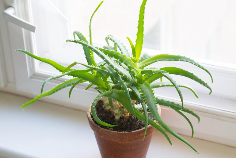 Aloe growing problems droopy plant
