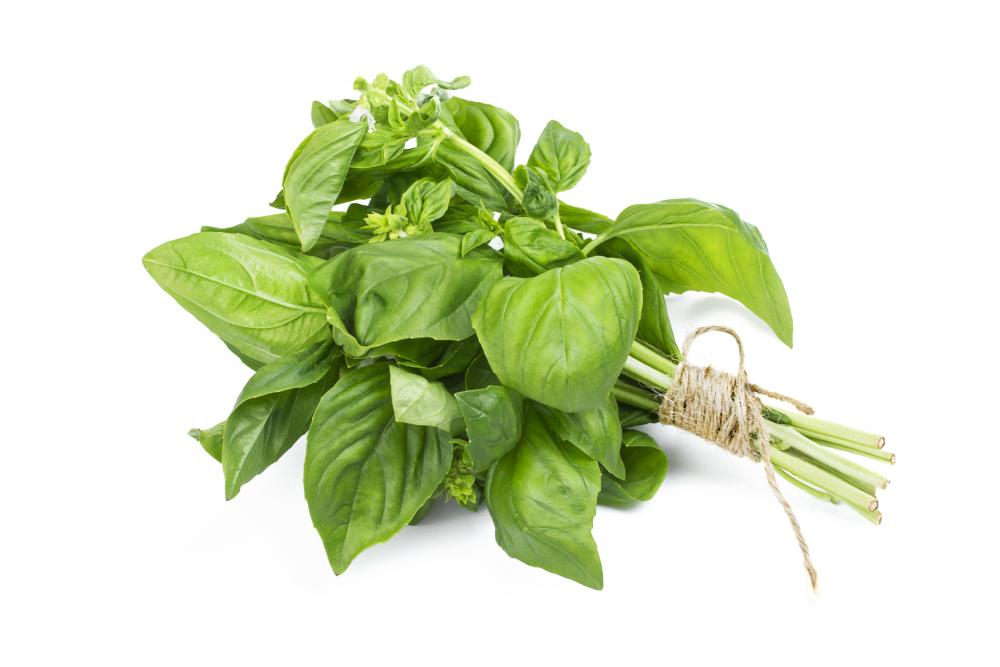 Aromatic basil varieties