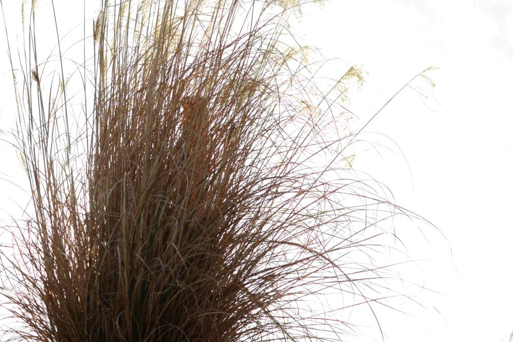 Big bluestem (andropogon gerardii)