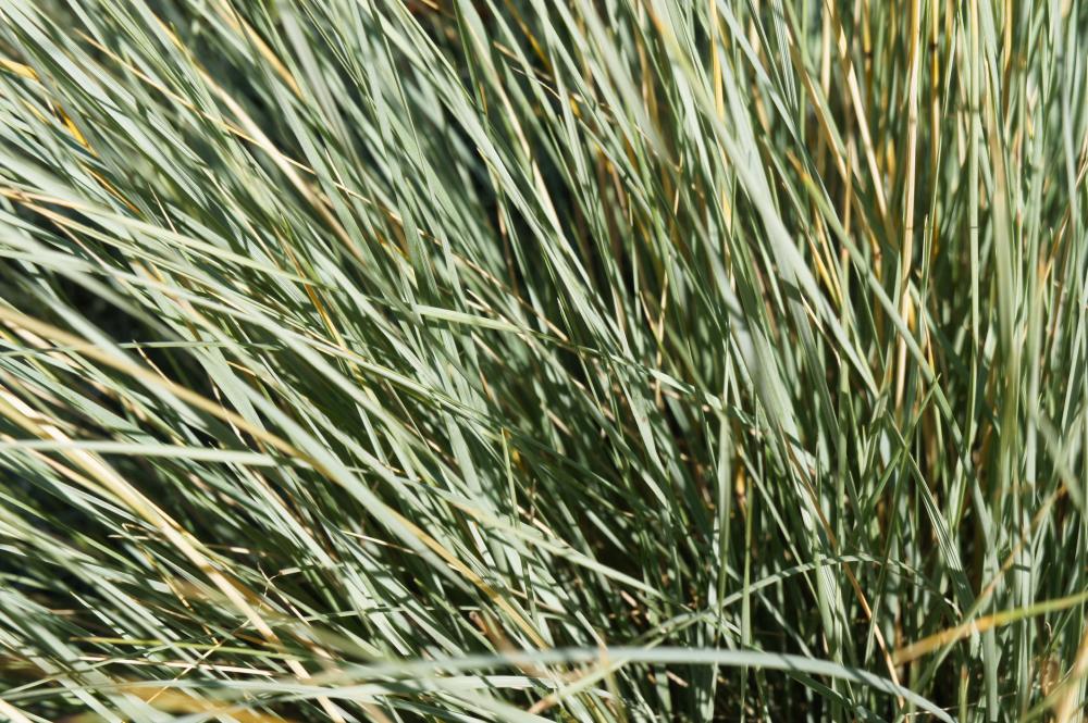 Blue oat grass (helictotrichon sempervirens)