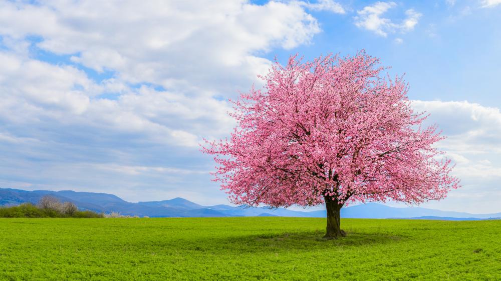Cherry tree grow care