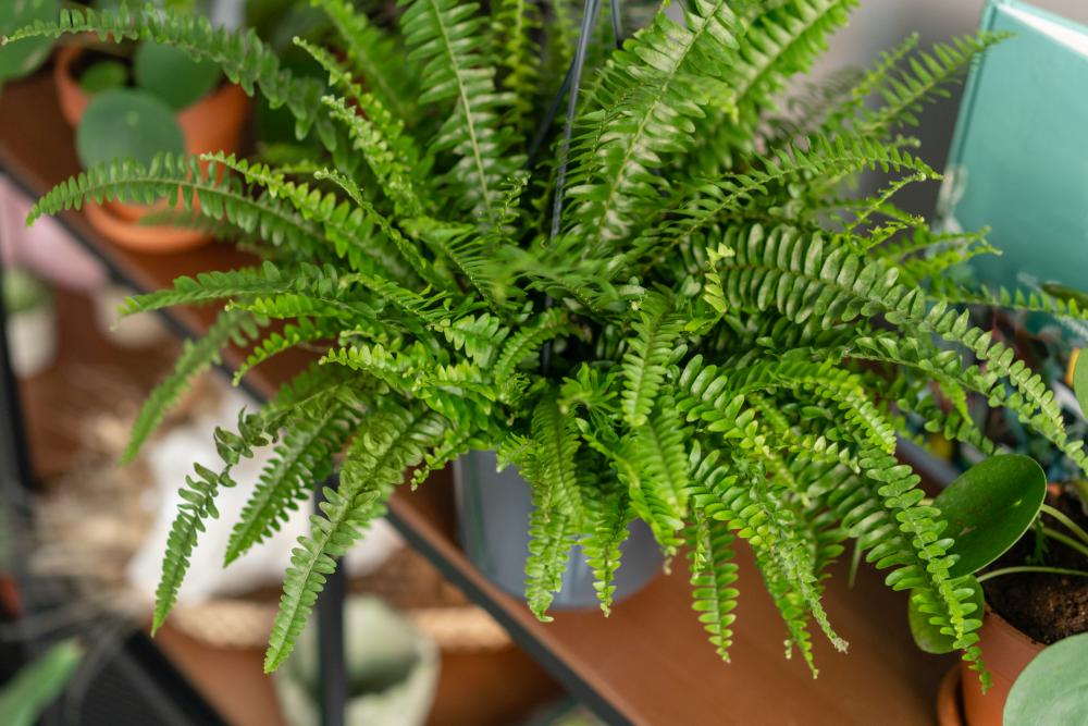 Nephrolepis plants, fern stylish green plant in ceramic pots on wooden vintage stand on background of gray wall modern room decor sansevieria plants