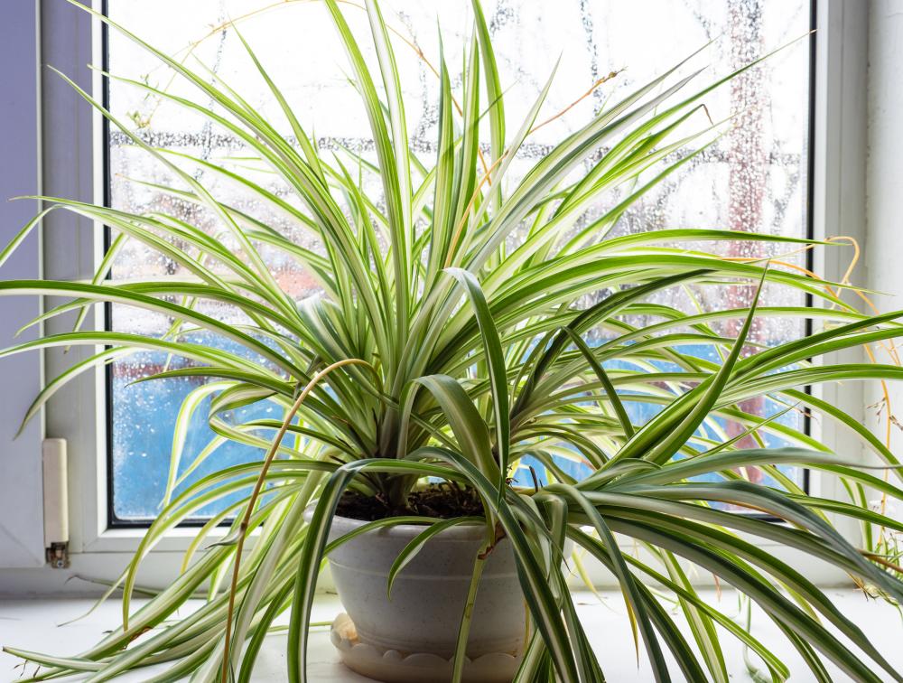 Dorm plants spider plant