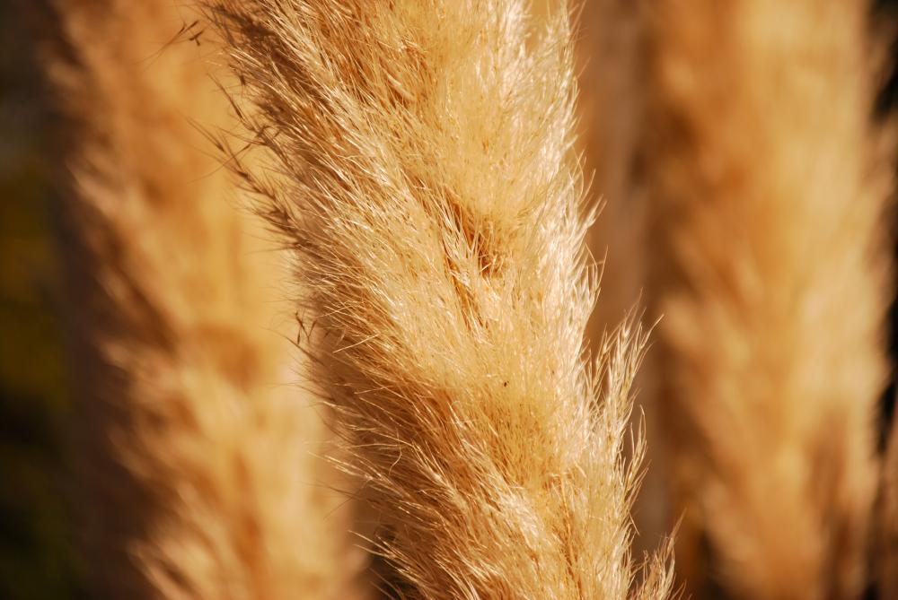 Feather reed grass (calamagrostis x acutiflora)