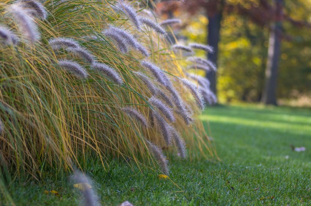 Fountain grass (pennisetum alopecuroides)