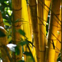 Golden bamboo groth