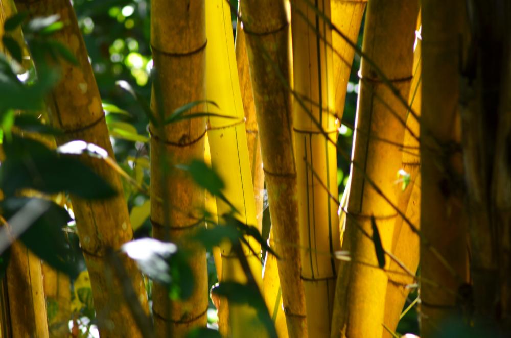 Golden bamboo groth