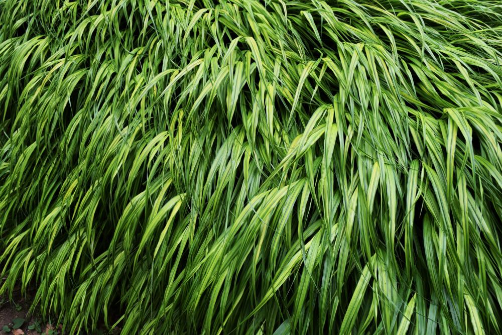 Japanese forest grass (hakonechloa macra)