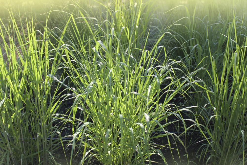Switchgrass (panicum virgatum)
