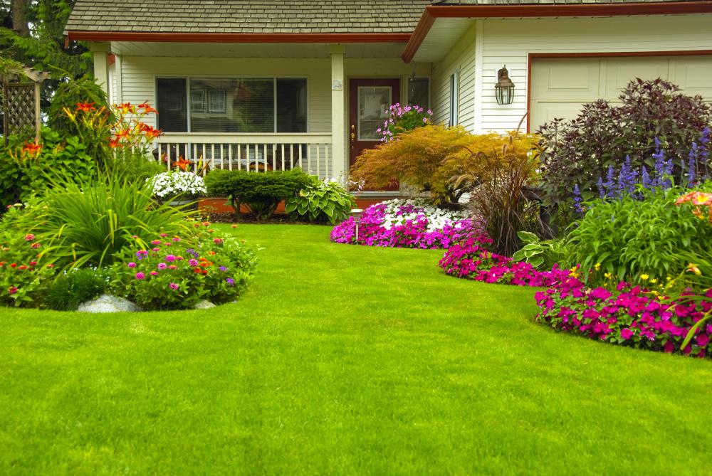 Best ornamental grasses