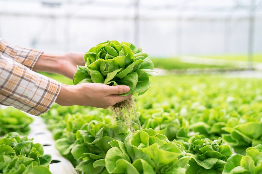 Best practices stop lettuce from bolting