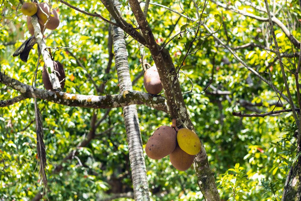Breadfruit growing problems winter