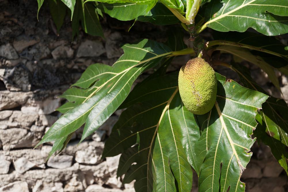 Breadfruit growing problems