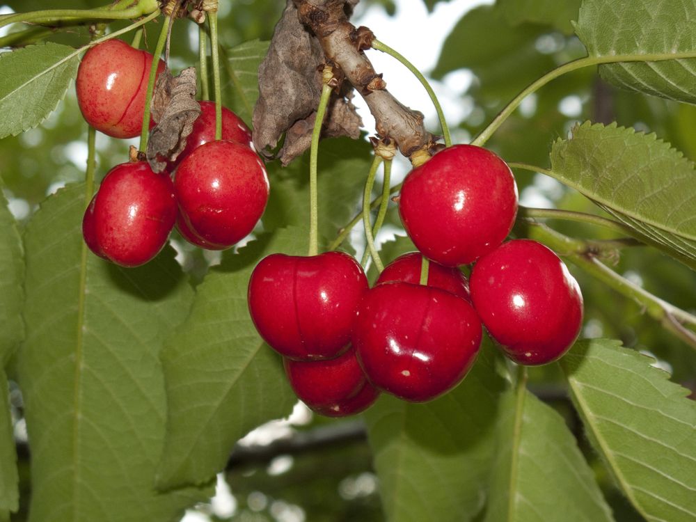 Cherry tree varieties benton