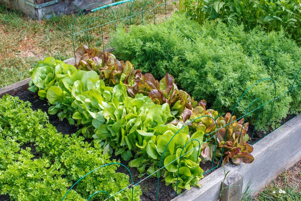 Control bolting stop lettuce from bolting