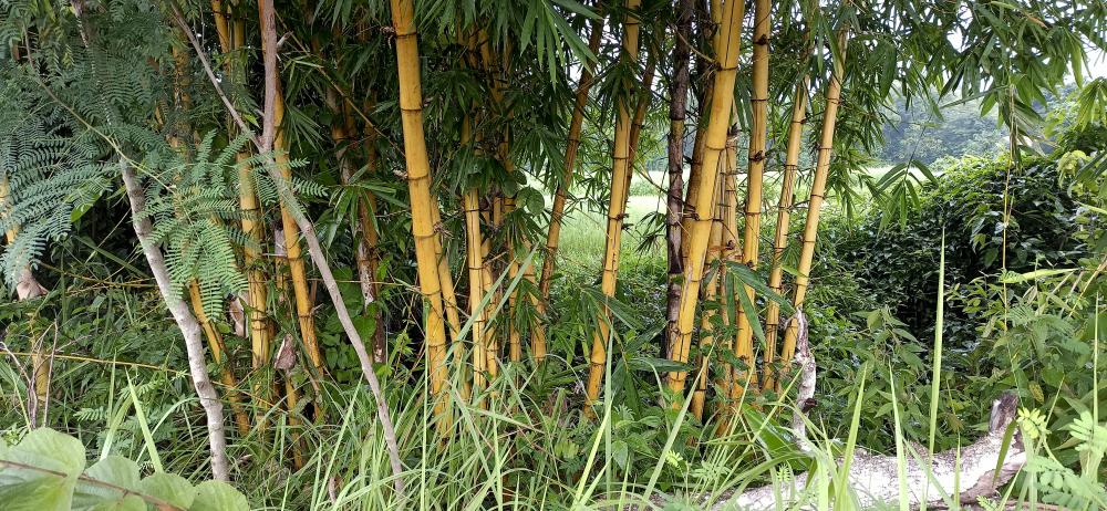 Golden bamboo caring tips