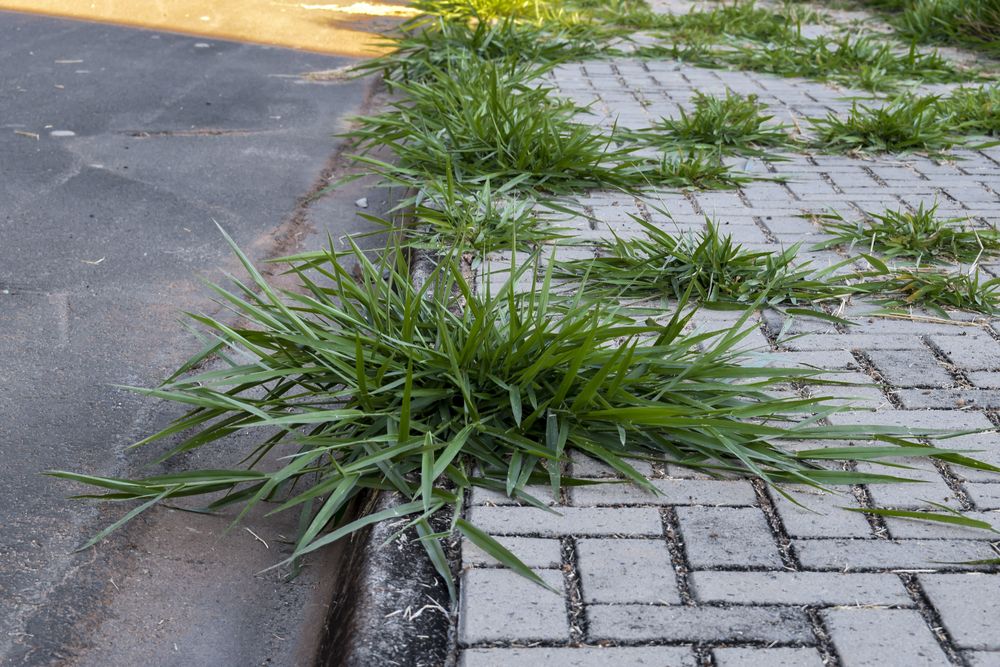 Pavement cracks kill weeds