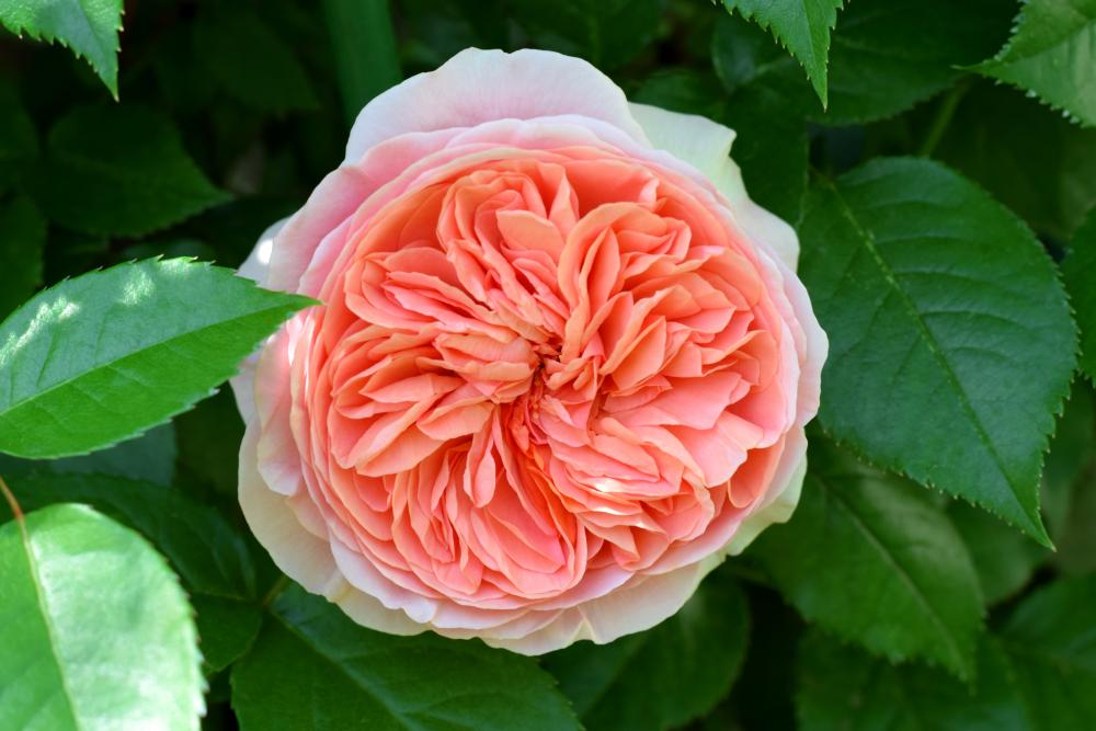 Rose varieties boscobel