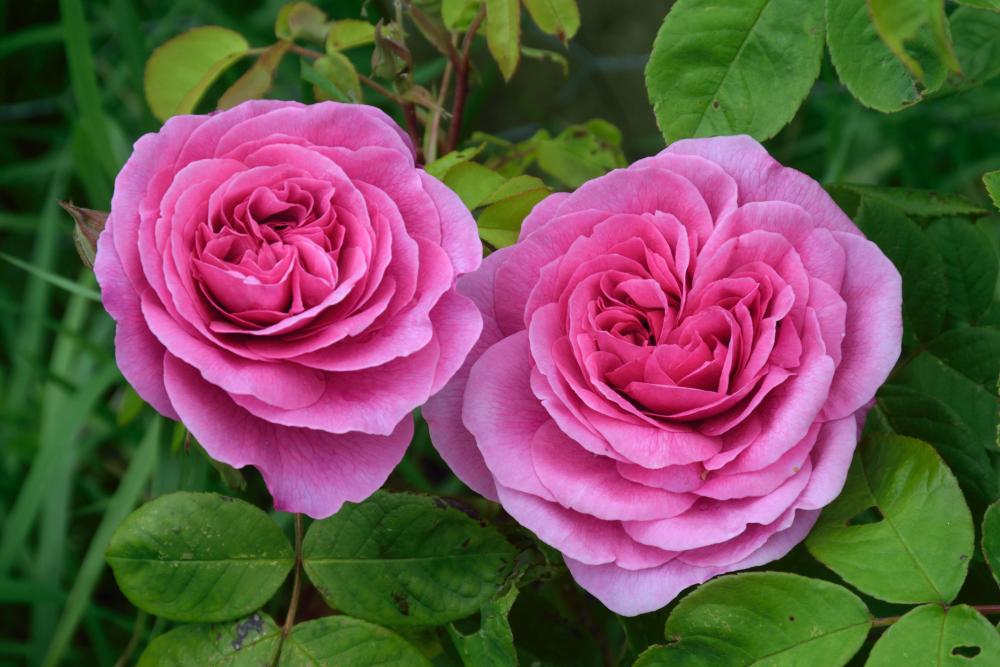 Rose varieties gertrude jekyll
