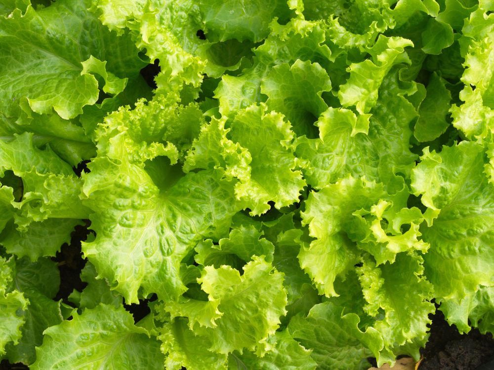 Stop lettuce from bolting causes