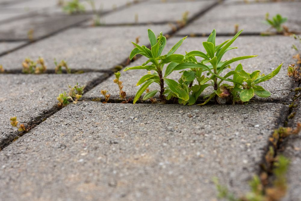 Ways to kill weeds between pavers