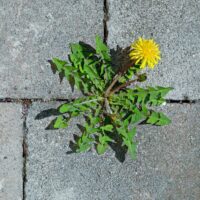 Ways to kill weeds in sidewalks