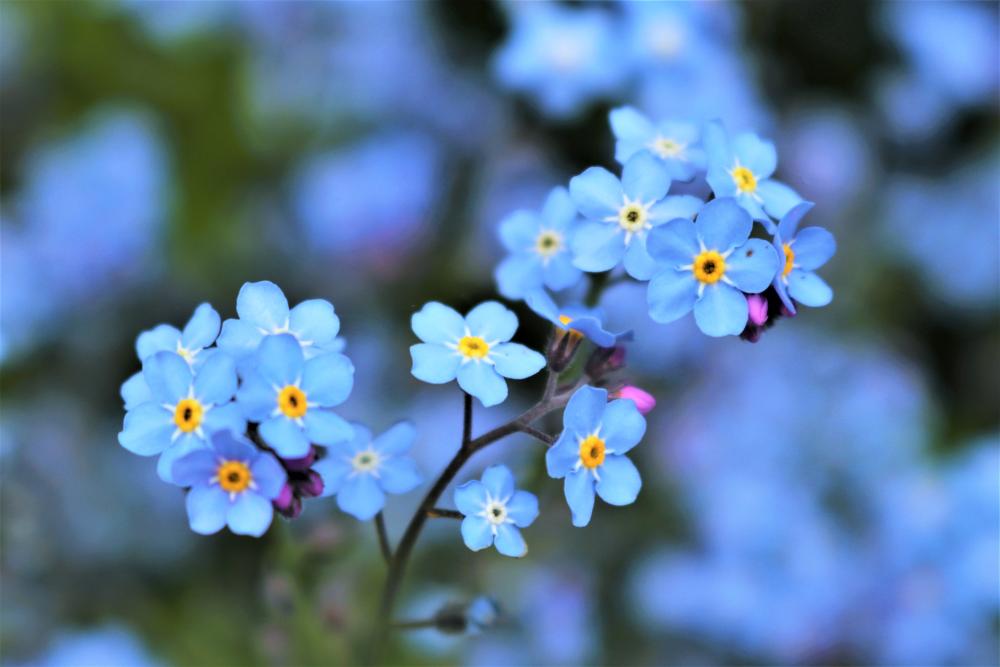 Winter hardy flowers forget me nots