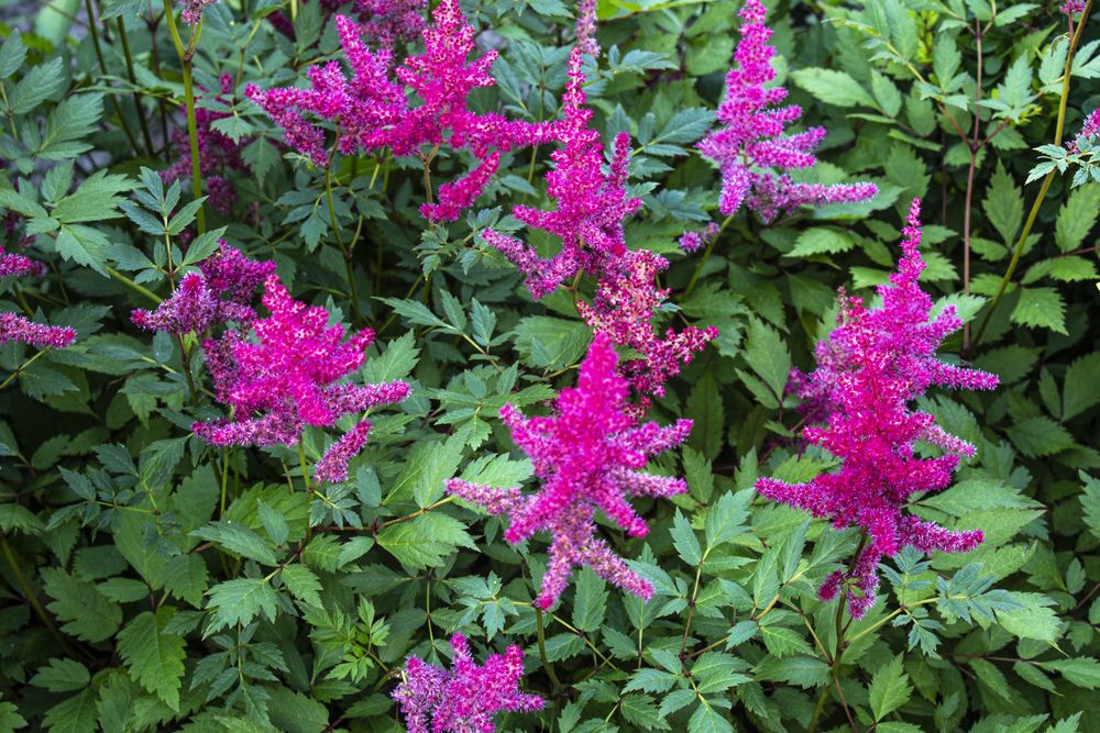 Astilbe chinensis astilbe varieties