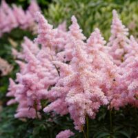 Astilbe growing problems