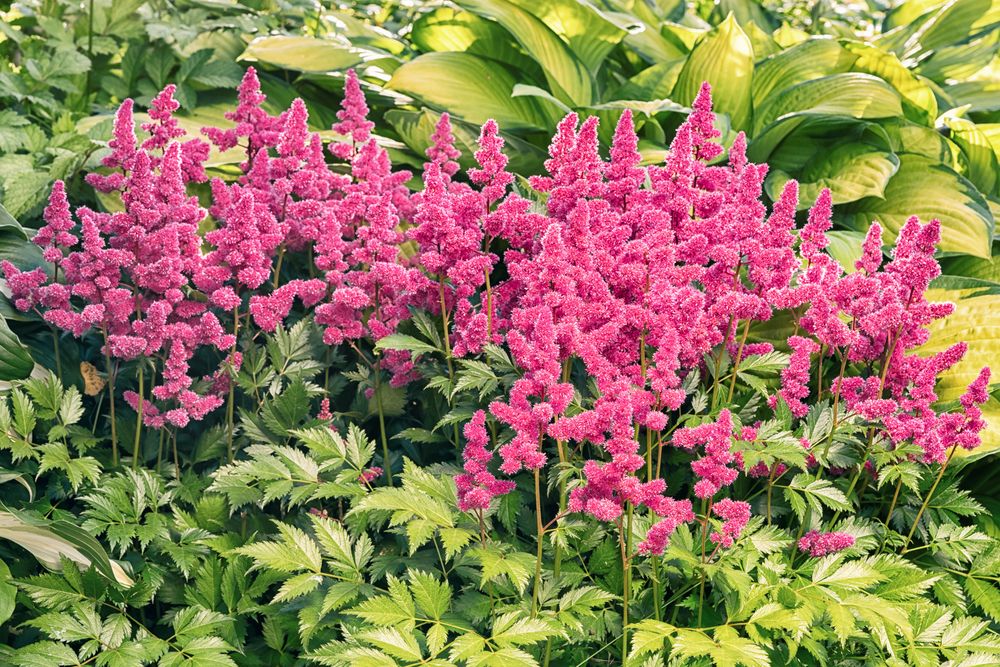 Astilbe growing problems companion plants