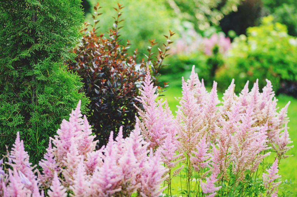 Astilbe growing problems propagation methods