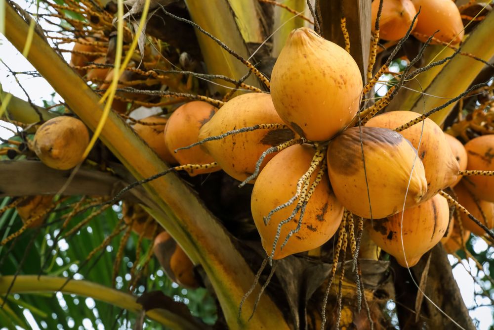 Chowghat orange dwarf coconut tree