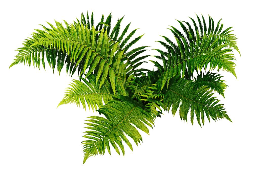 Kimberley queen fern caring tips