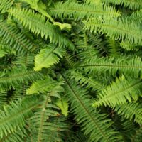 Kimberley queen fern growing and caring