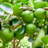 Lime tree growing problems