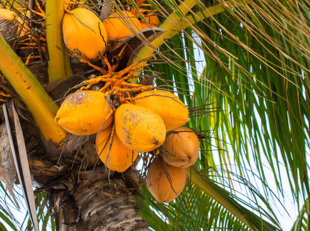 Malayan dwarf coconut tree