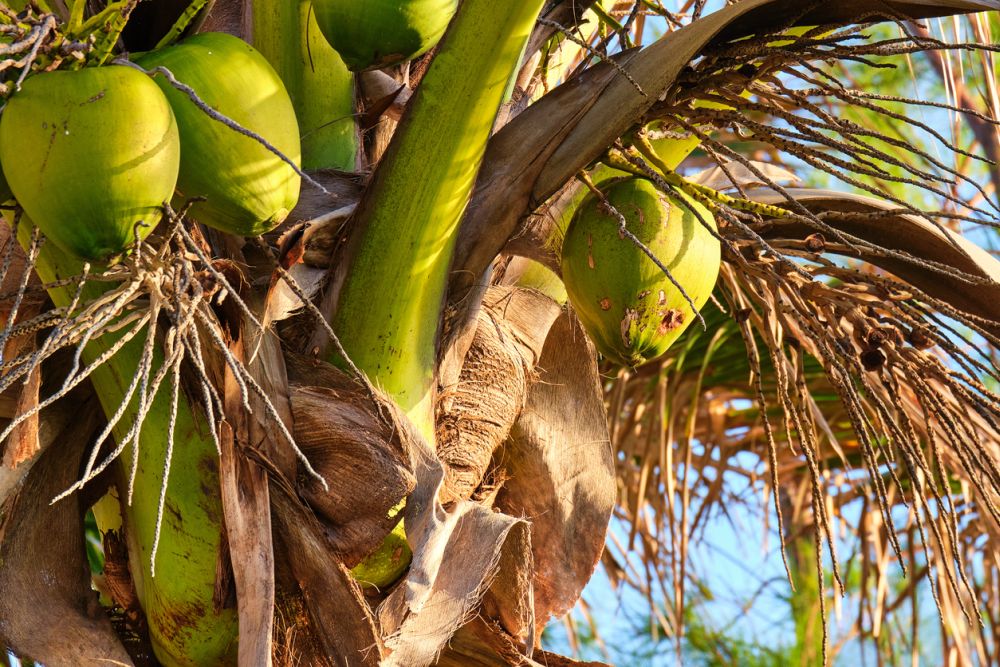 Maypan coconut tree