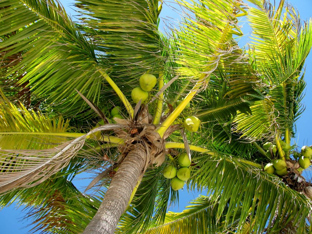 Caring for coconut tree