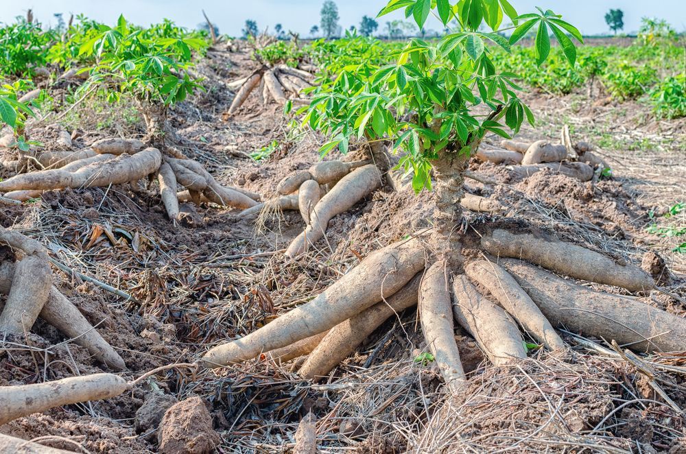 Cassava care how to grow cassava