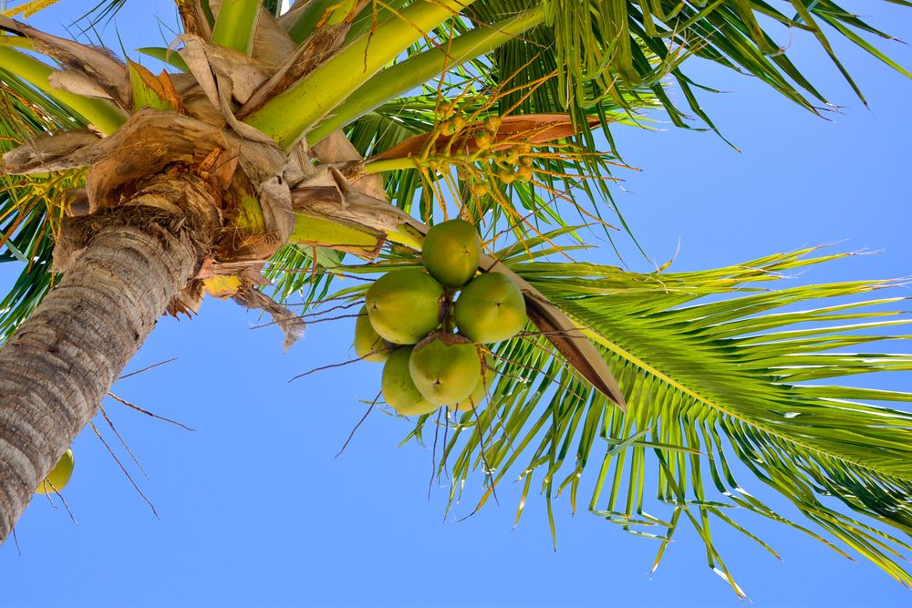 Coconut tree care