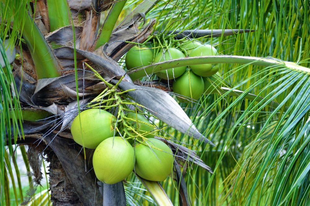 what to use coconut trees for