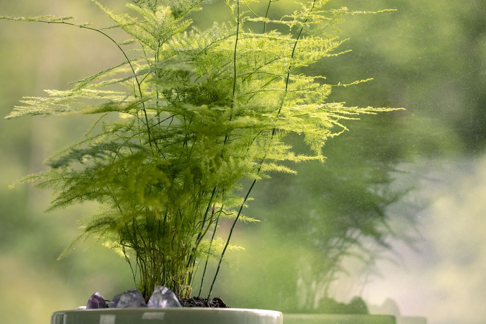 Fern varieties asparagus fern